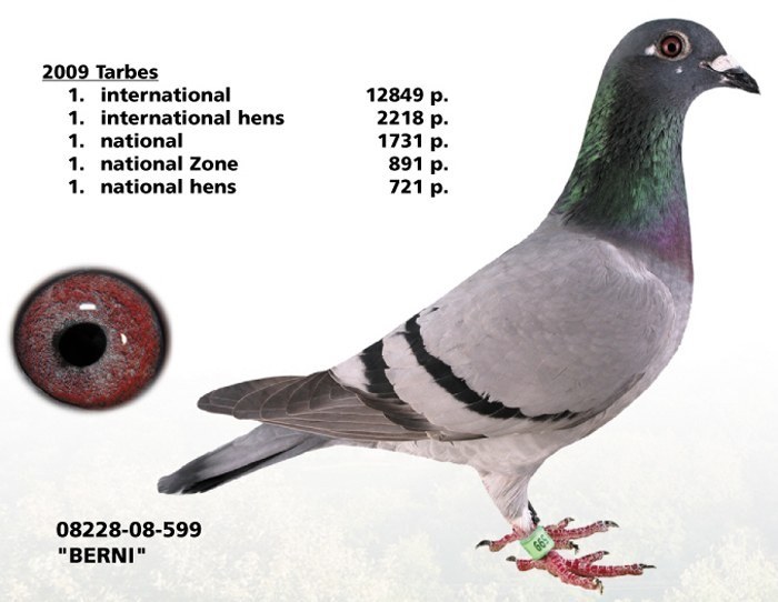 Pigeon Digest 新春特別号 54号 Paddington