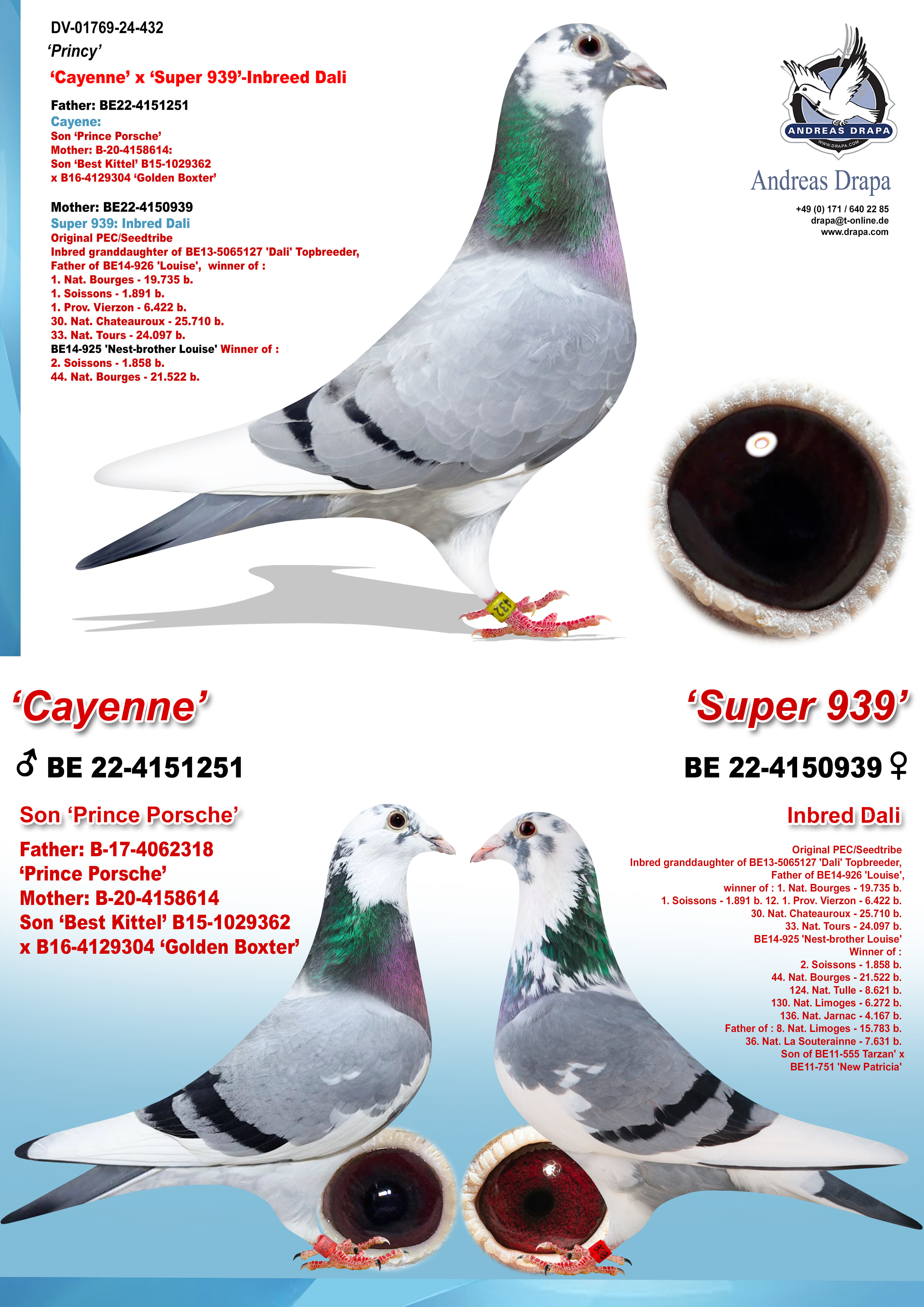 その他 Pigeon Pochitto Der 432” - DV-01769-24-432