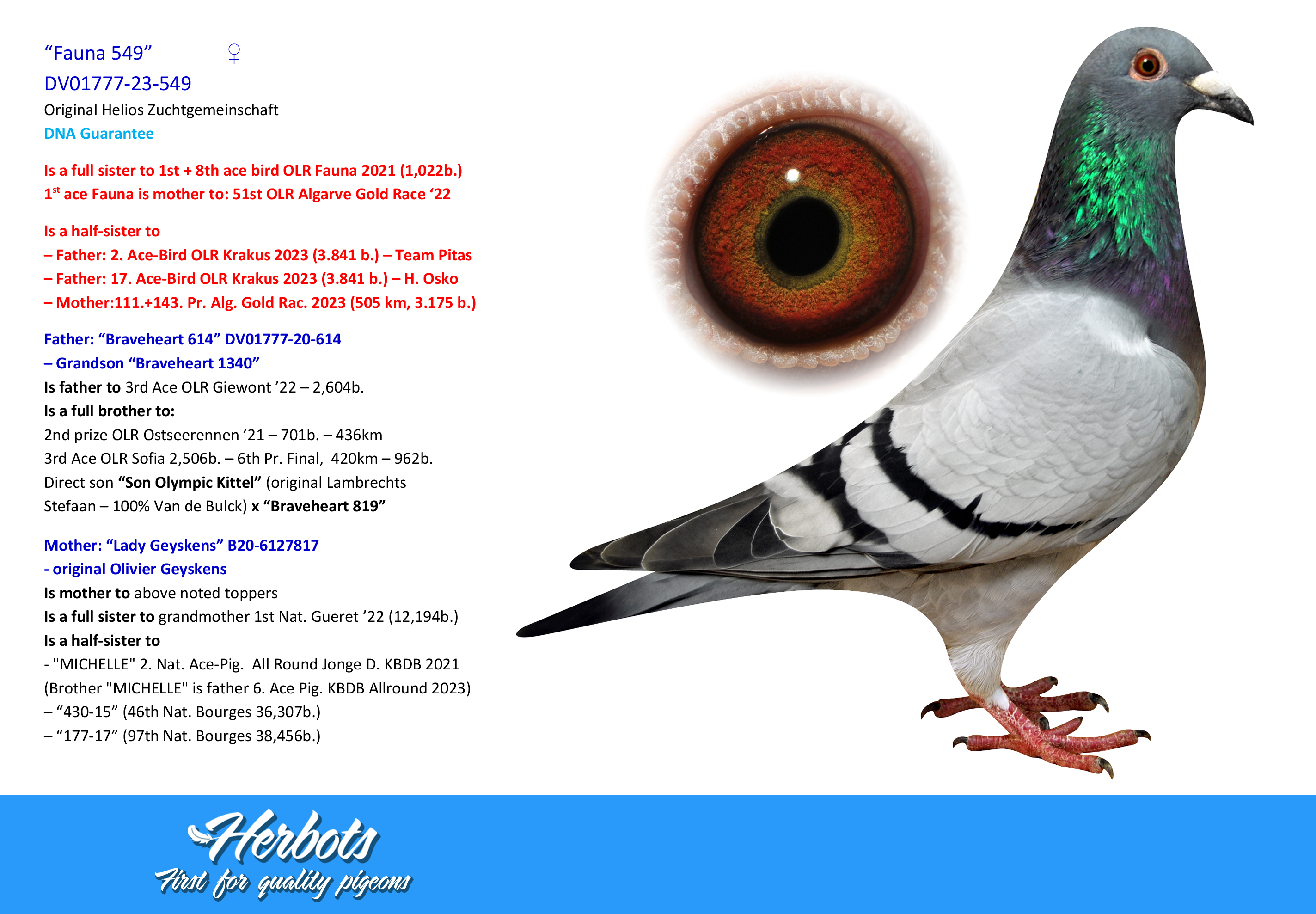 Pigeon Digest 新春特別号 54号 灰最佳奇特尔直孙” - DV-01009-24-183