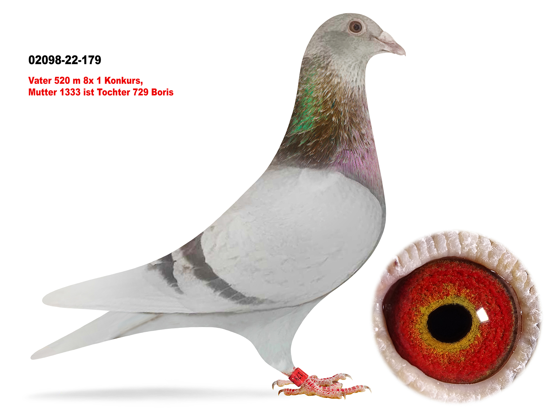 Pigeon Digest 新春特別号 54号 Pigeons Lovers Of All Kinds | Mosaïque Pigeon / (Mosaic) By