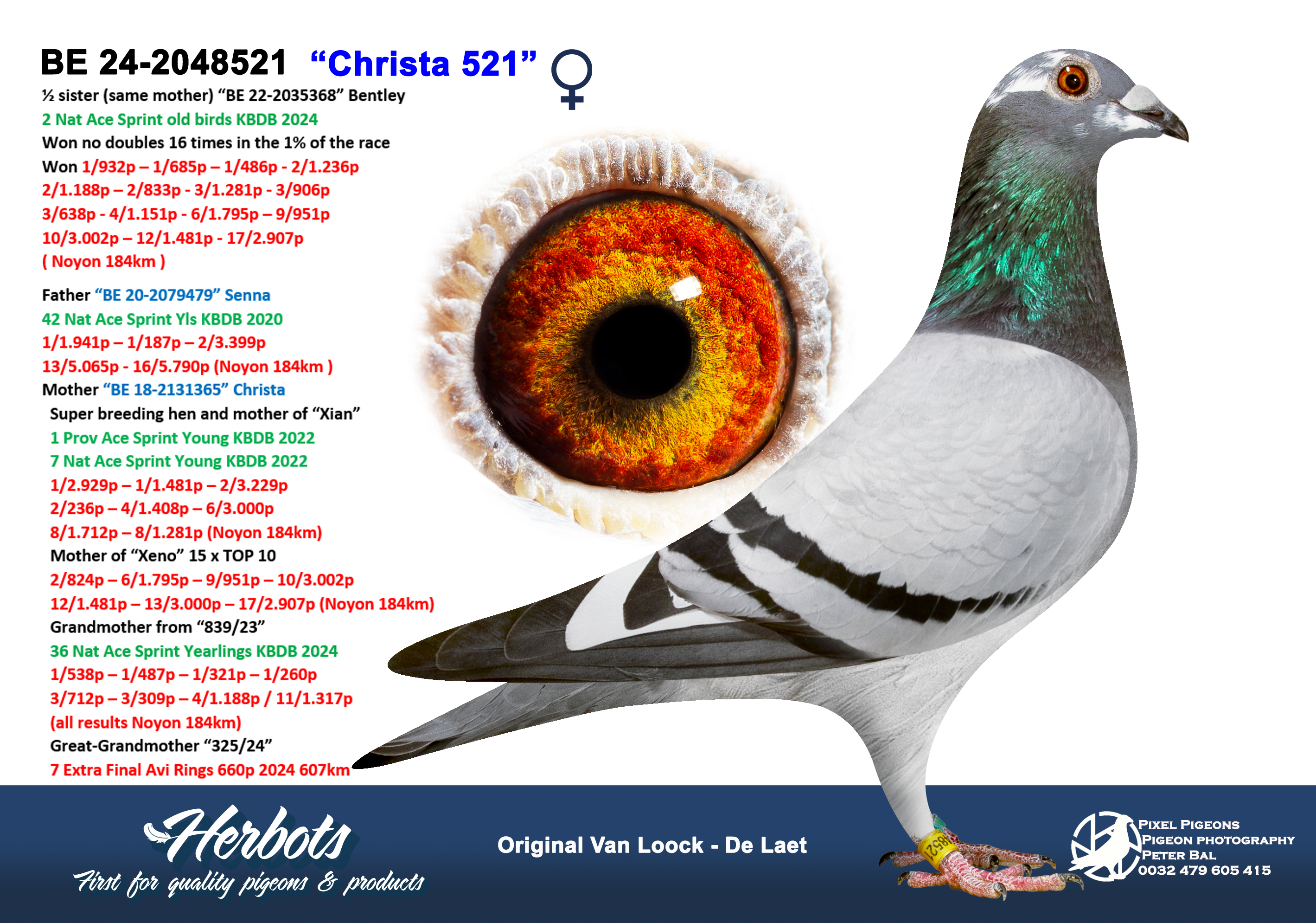 Van Loock – De Laet (Vilvoorde) 2nd National Ace Pigeon speed old