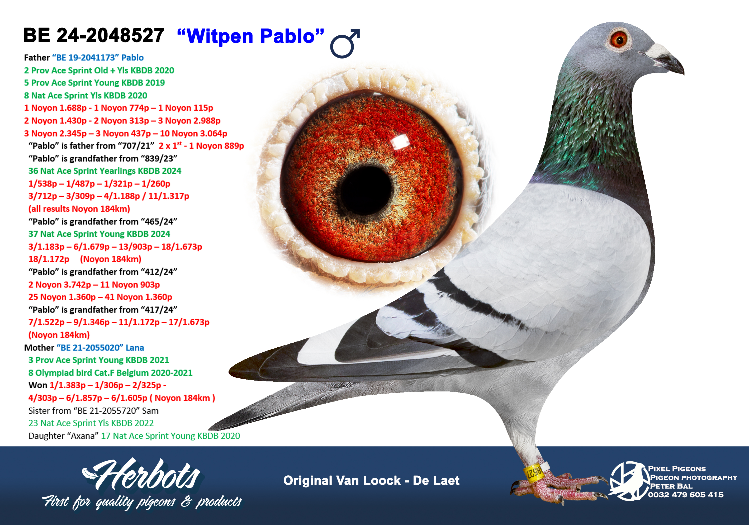 Van Loock – De Laet (Vilvoorde) 2nd National Ace Pigeon speed old