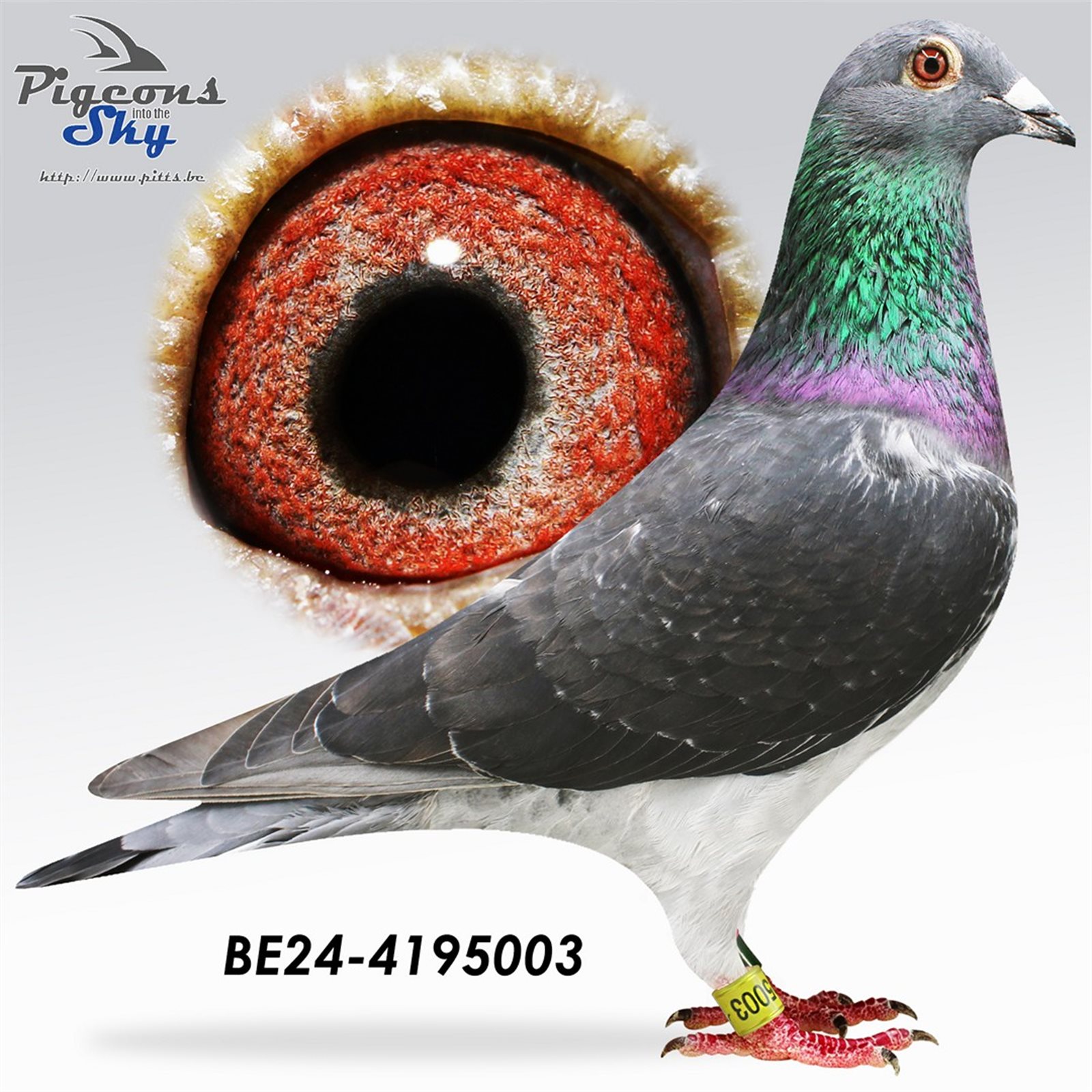 Goed grijs x Blizzard King Kittel - BE-25-5010534