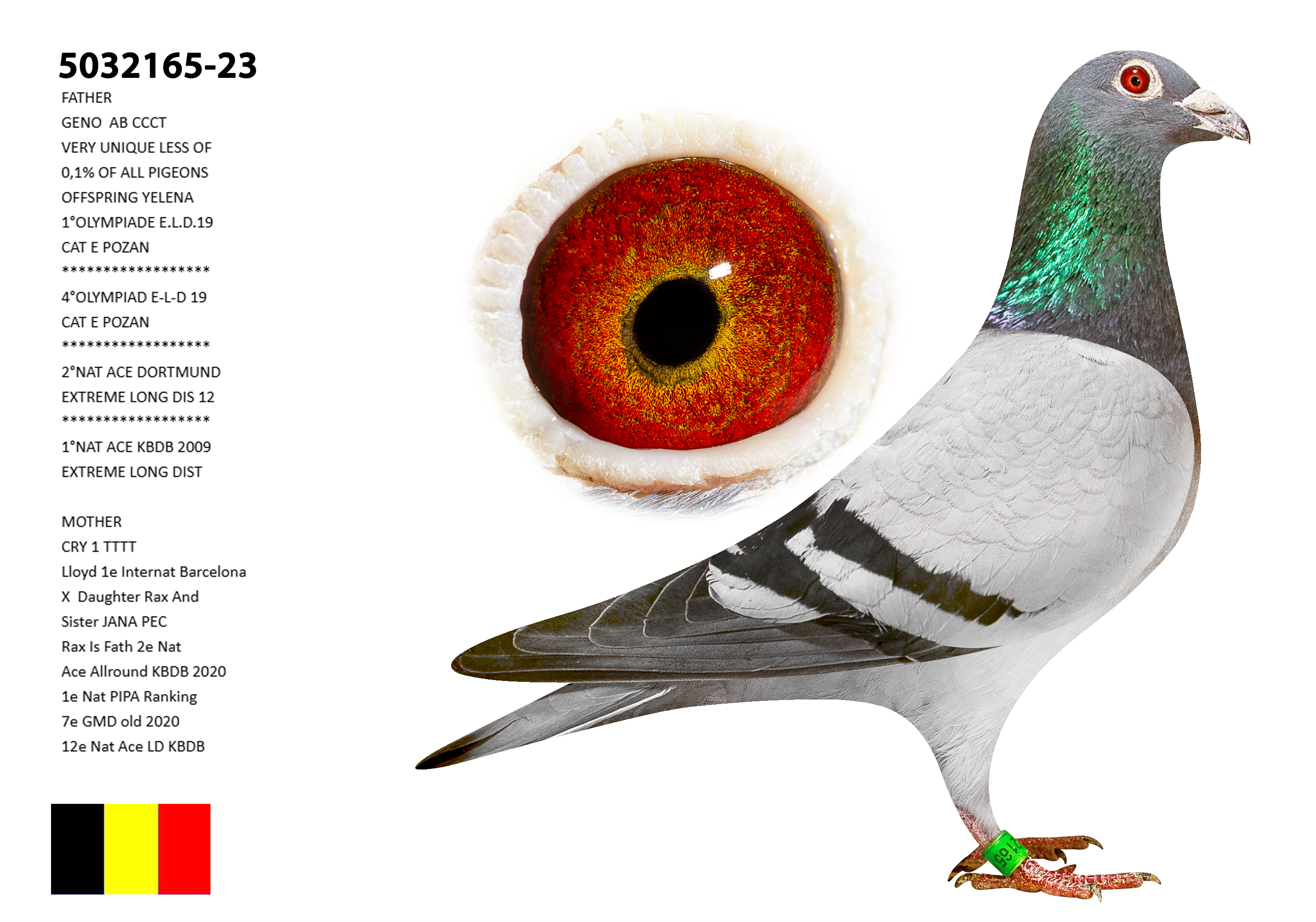 Mad Max - Top Pigeons | Will and Falco Ebben
