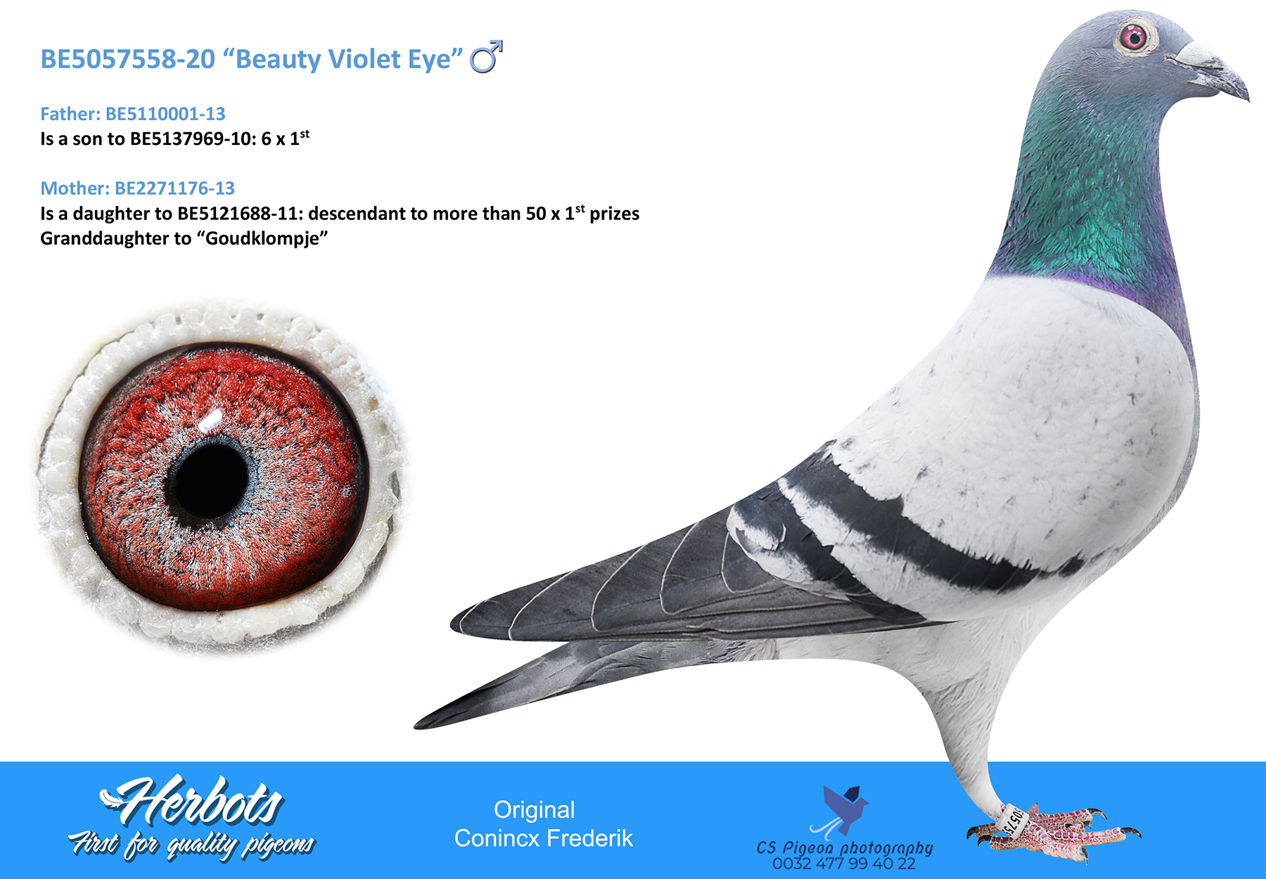 Beauty Violet Eye” - BE-20-5057558