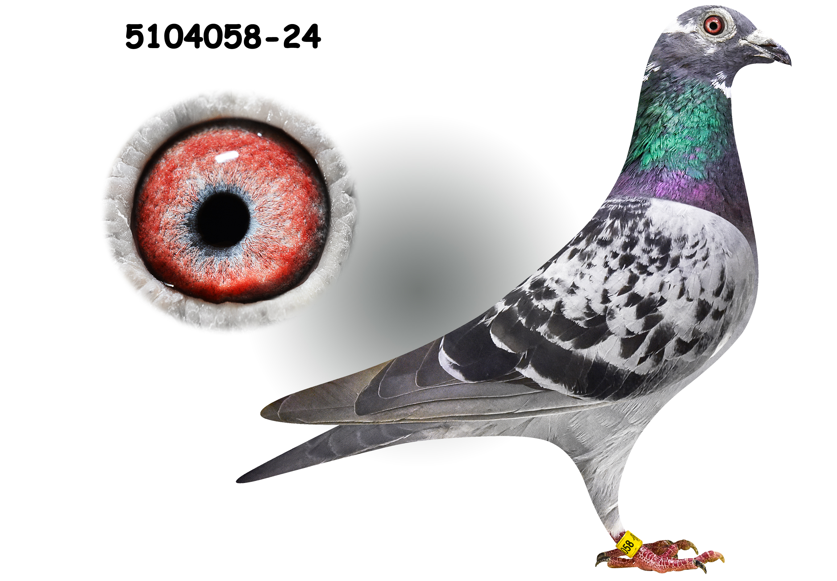 『The Pigeon』 c6JkfcChqRURc4PAo52SBZt5.jpg