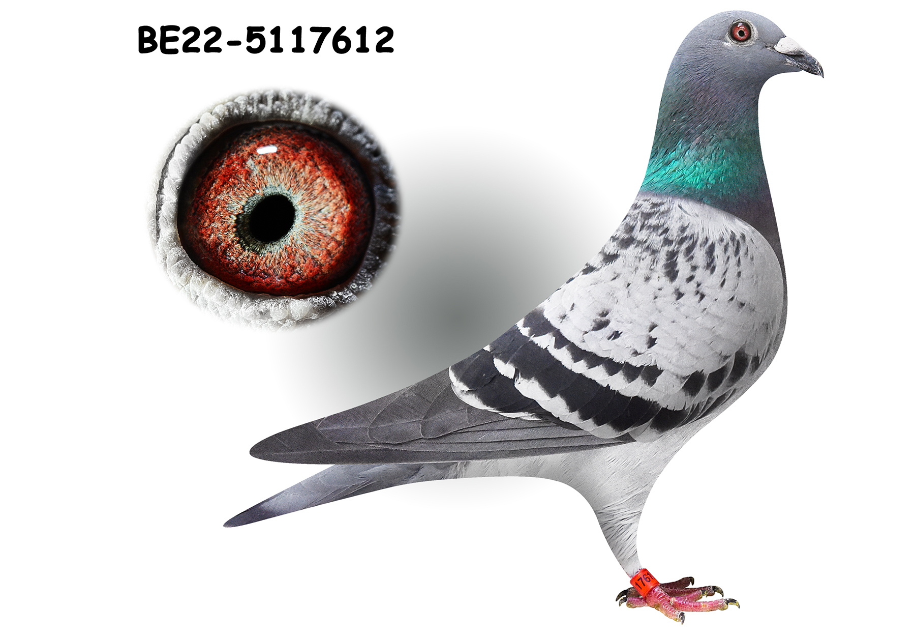 Pigeon Digest 新春特別号 54号 Geerinckx