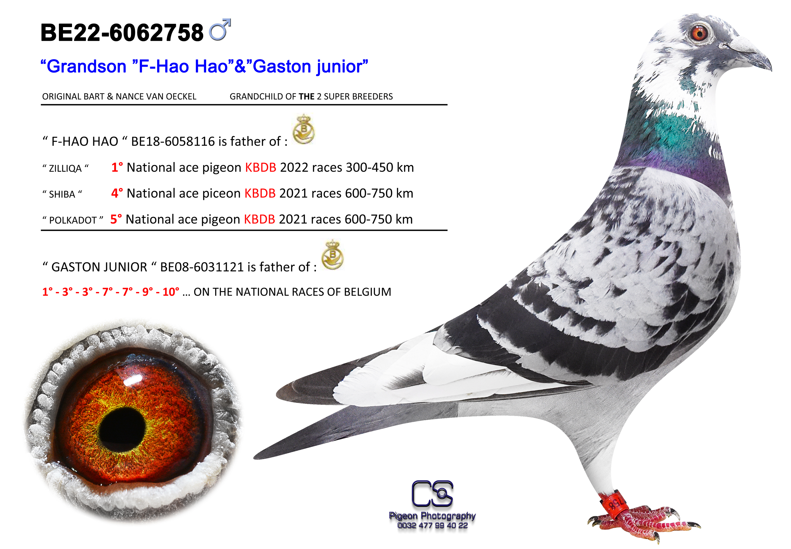 Pigeon Digest 新春特別号 54号 GRANDSON “F-HAO HAO” & “GASTON JUNIOR” - BE-22-6062758