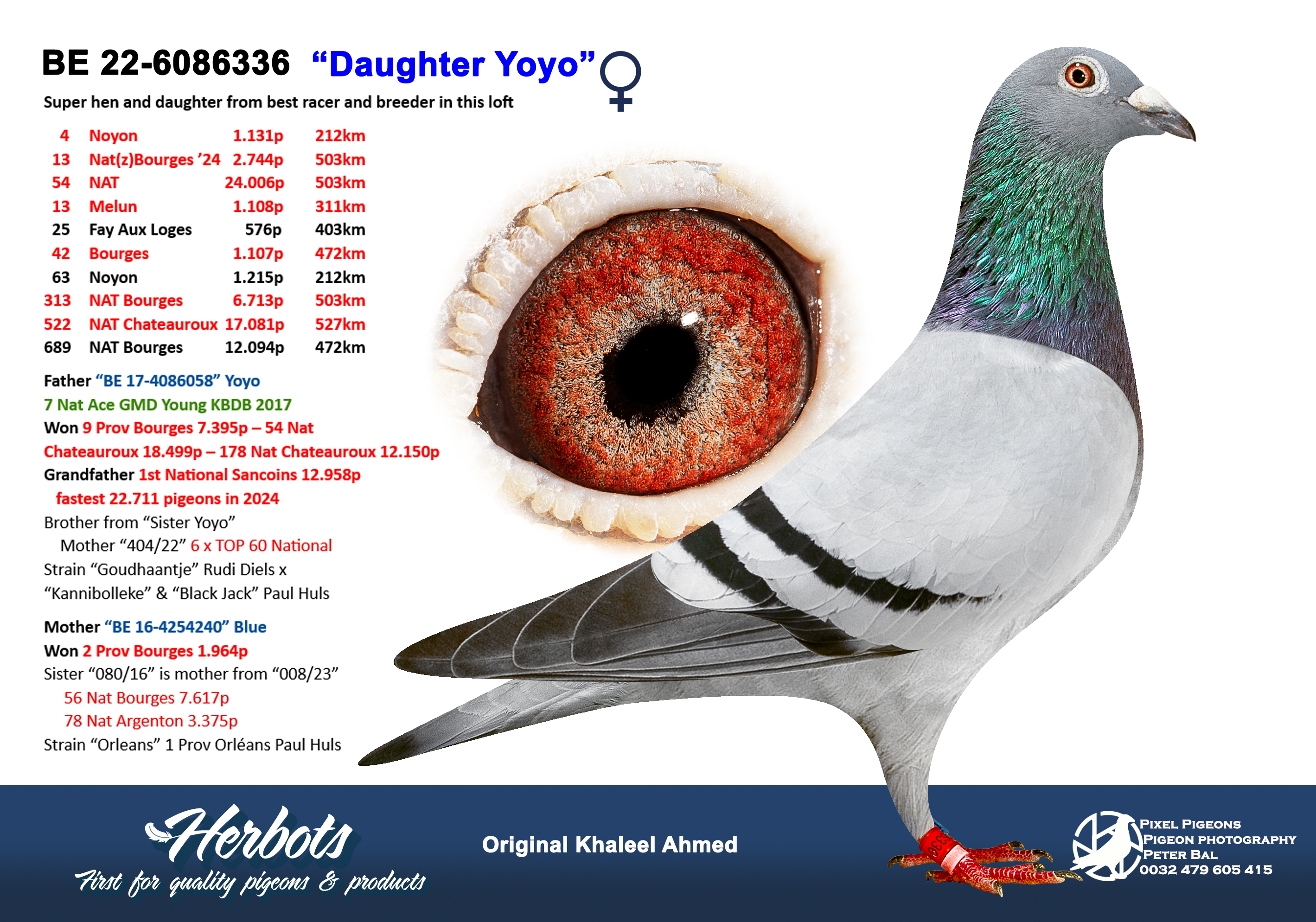 Pigeon Digest 新春特別号 54号 Pigeon Digest 新春特別号 54号 GRANDSON “F-HAO HAO” & “GASTON