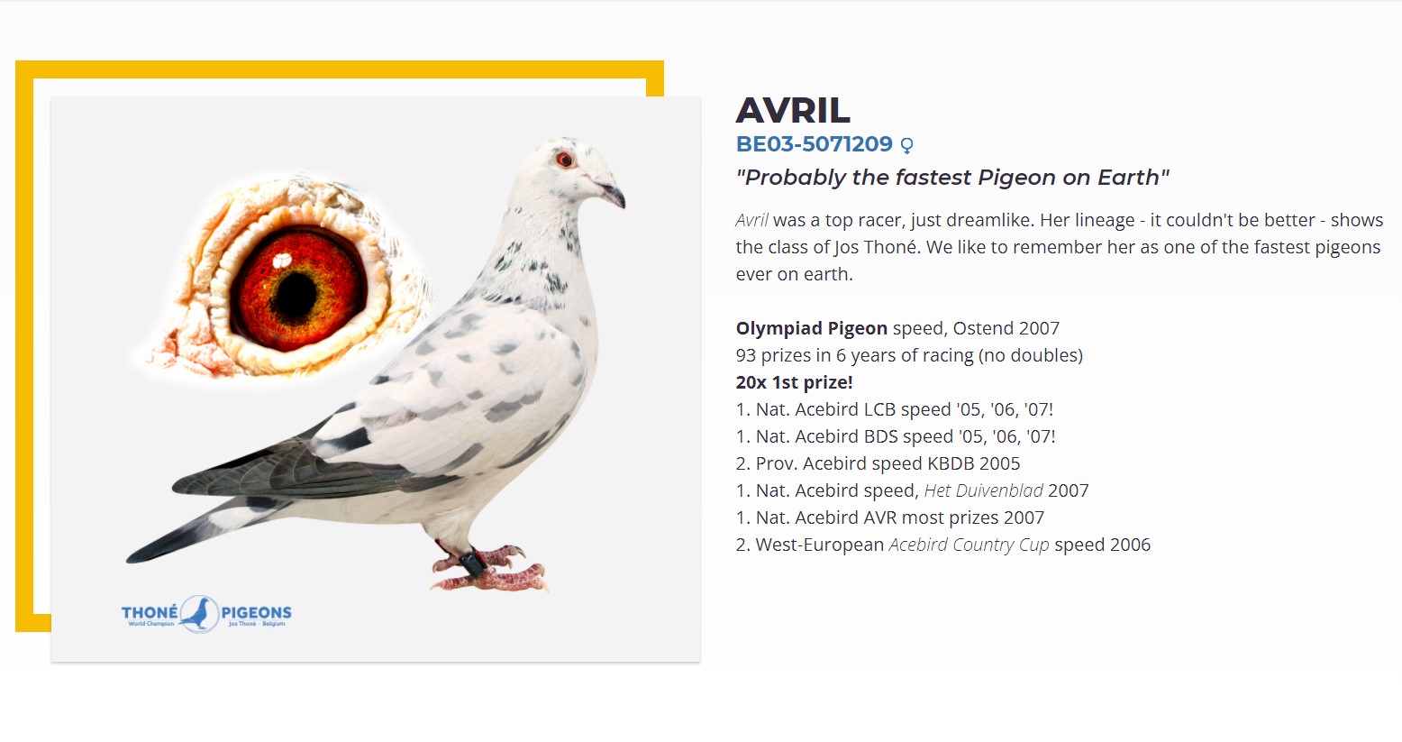 Pigeon Digest 新春特別号 54号 Pigeons Lovers Of All Kinds | Mosaïque Pigeon / (Mosaic) By