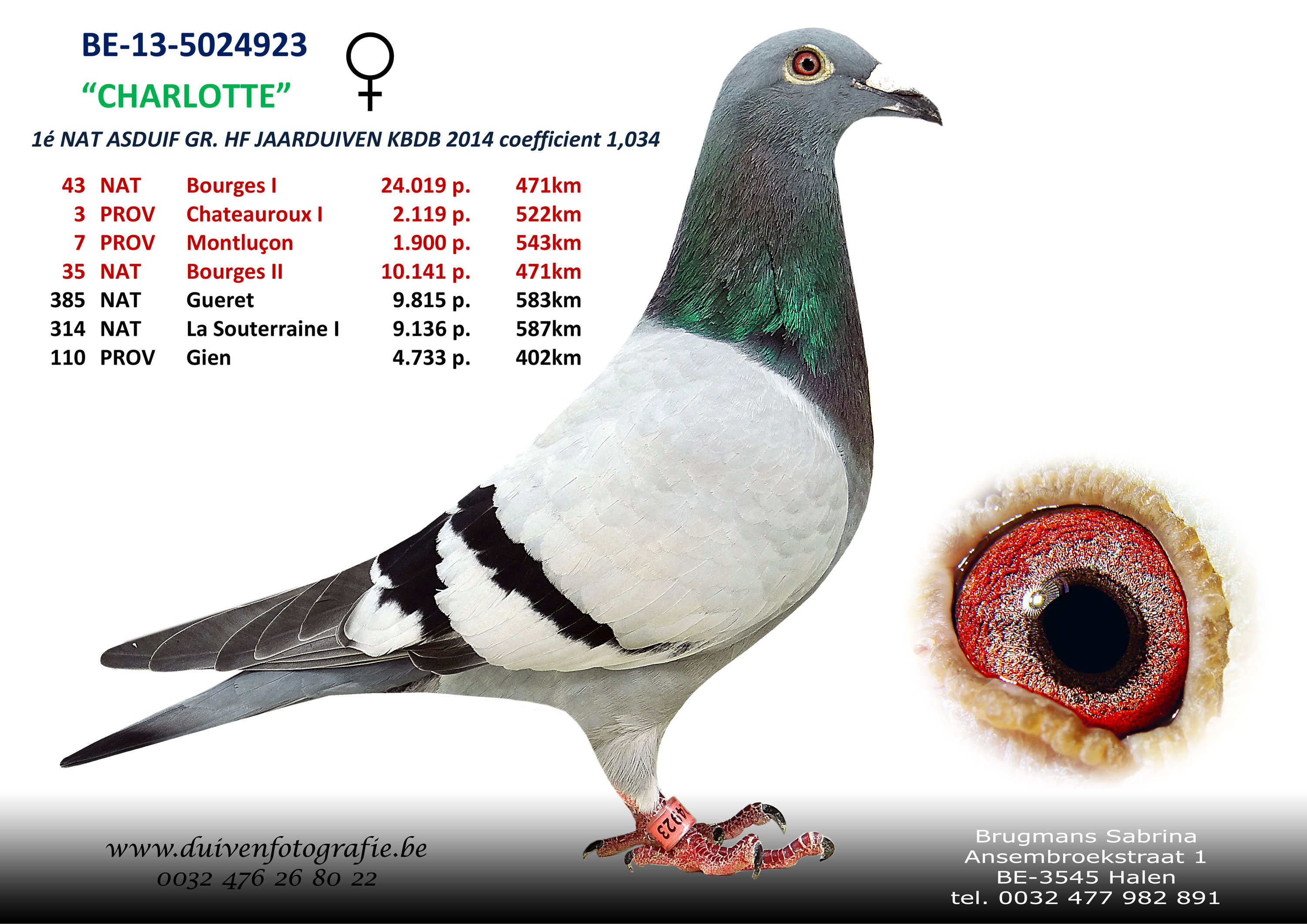 Pigeon Digest 新春特別号 54号 BE18-4223372.jpeg