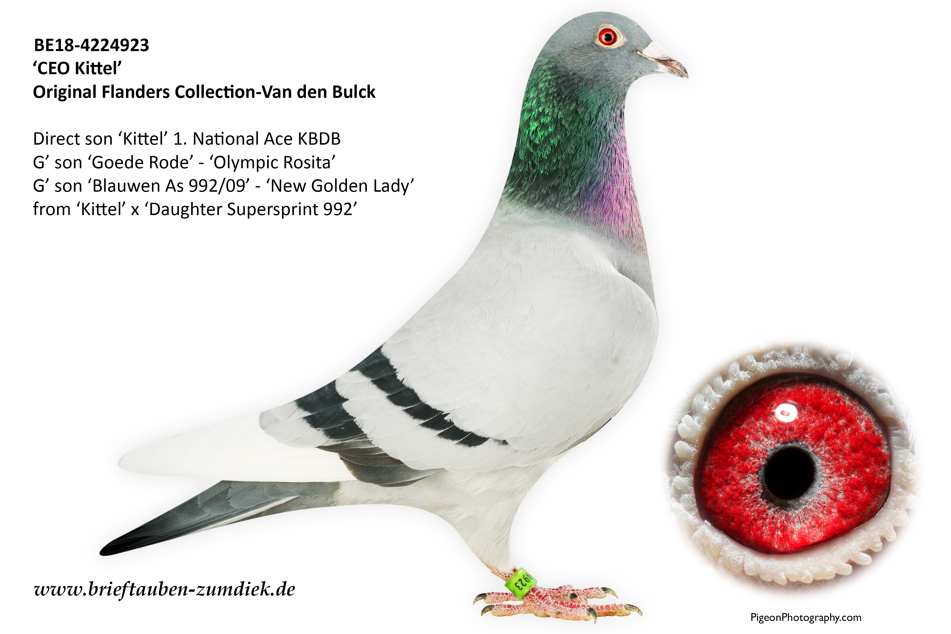 Pigeon Digest 新春特別号 54号 Pigeon Digest 新春特別号 54号 Pigeon Digest 新春特別号 54号