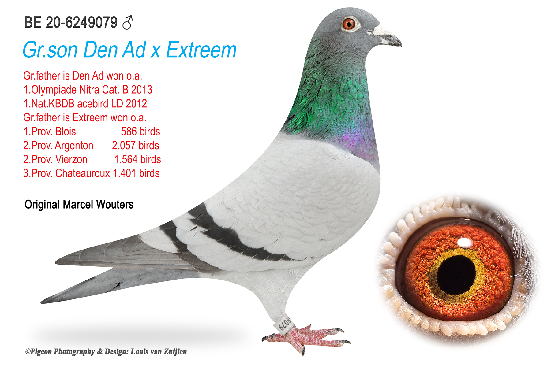 Gr.son Den Ad x Extreem - BE-20-6249079