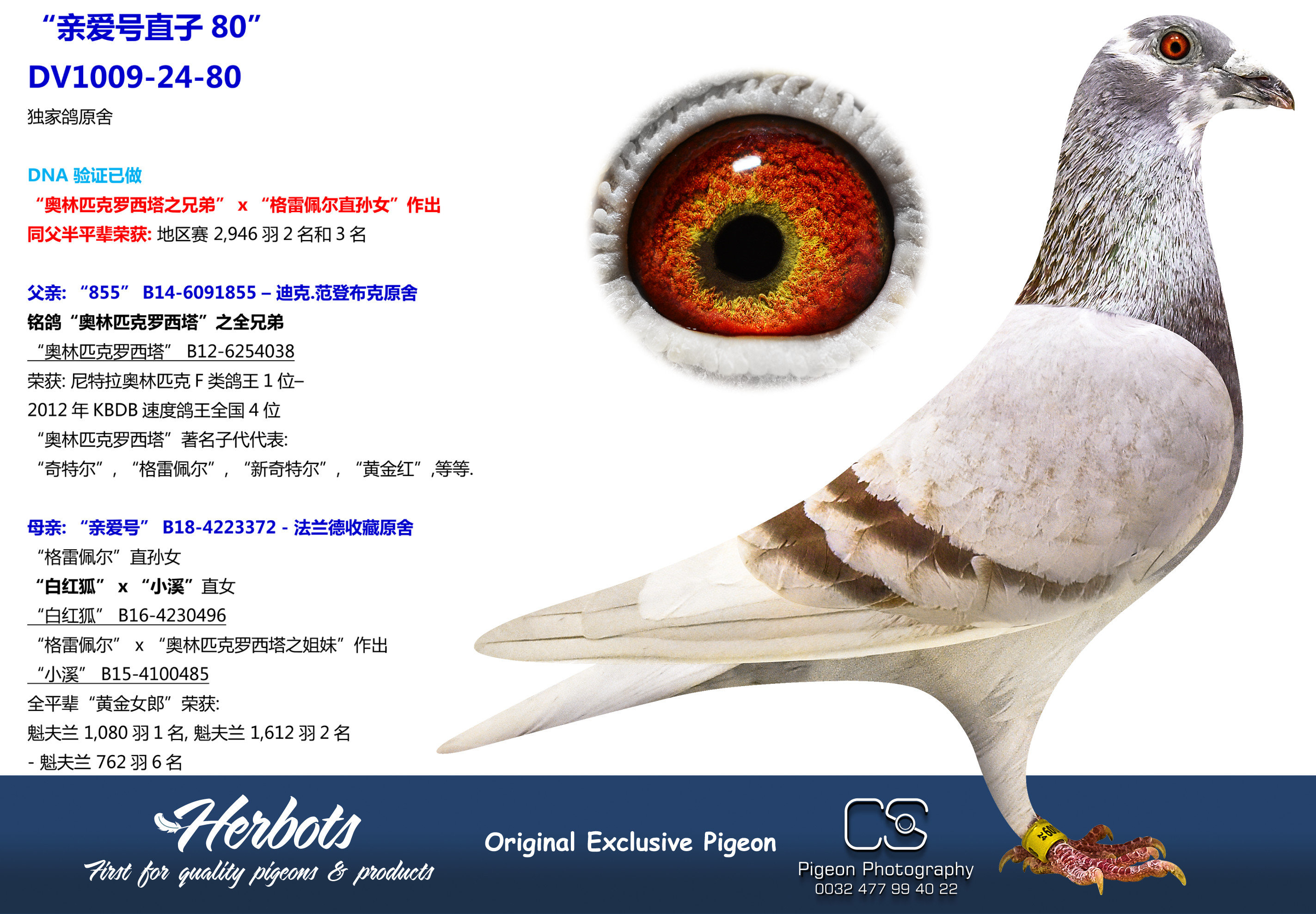 Pigeon Digest 新春特別号 54号 BE18-4223372.jpeg