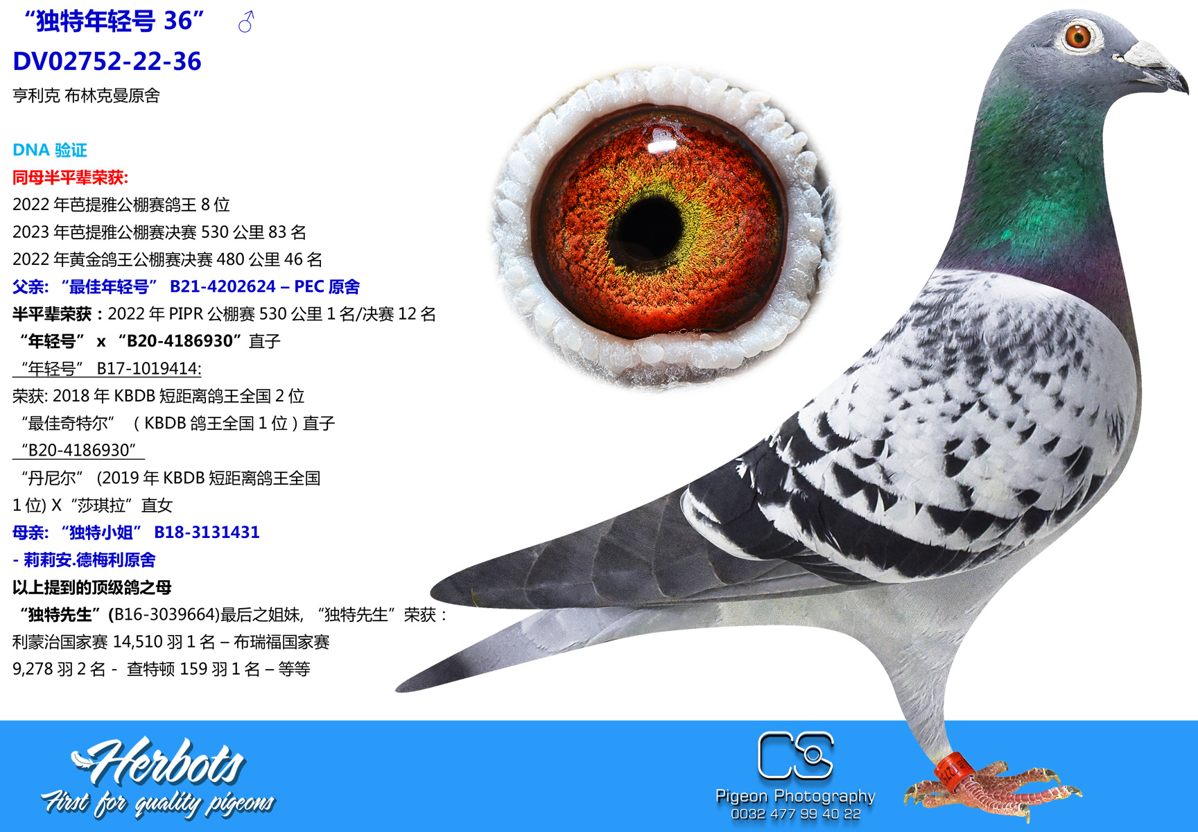 独特年轻号36” - DV-02752-22-36