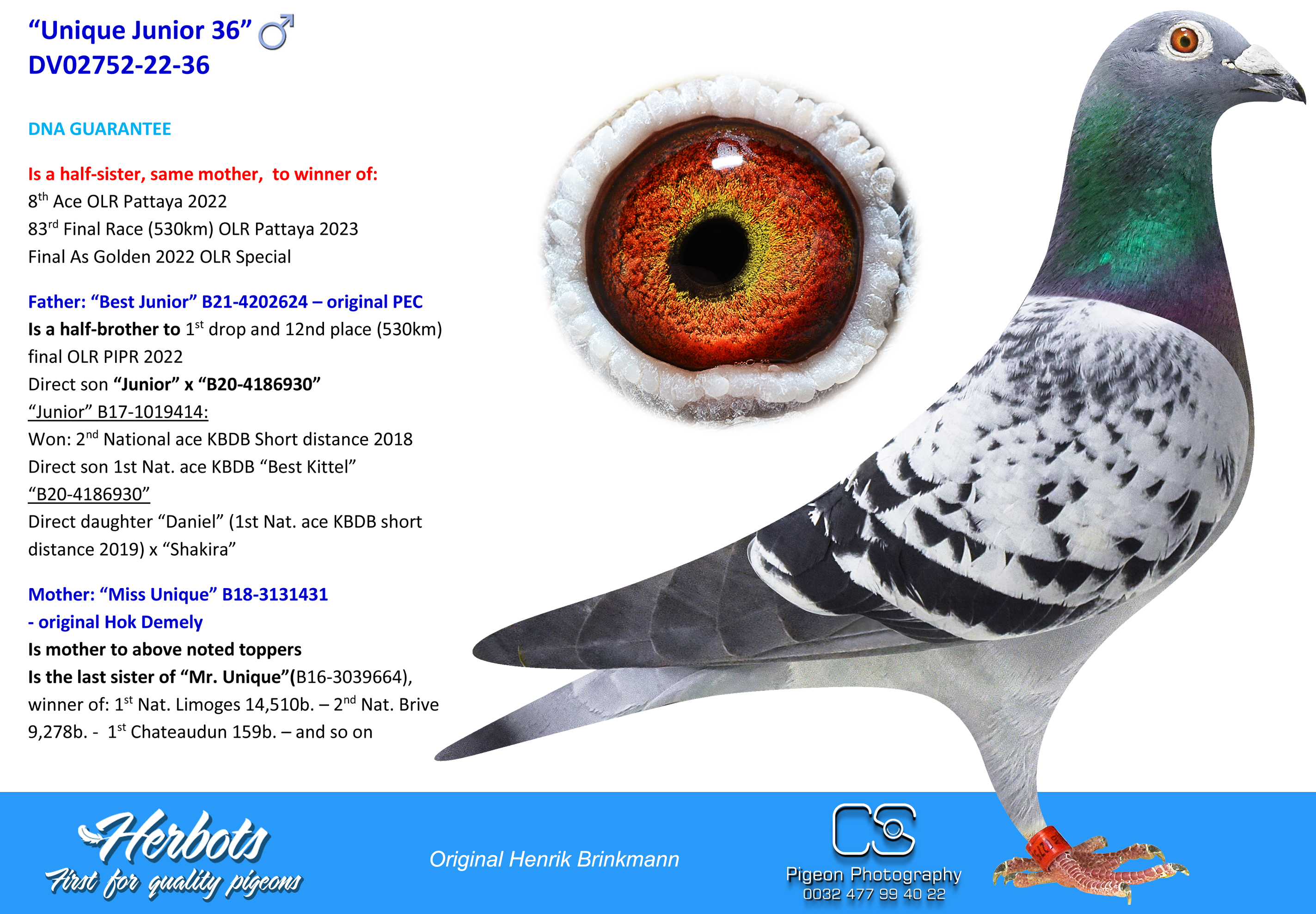 Pigeon Digest 新春特別号 54号 Unique Junior 36” - DV-02752-22-36