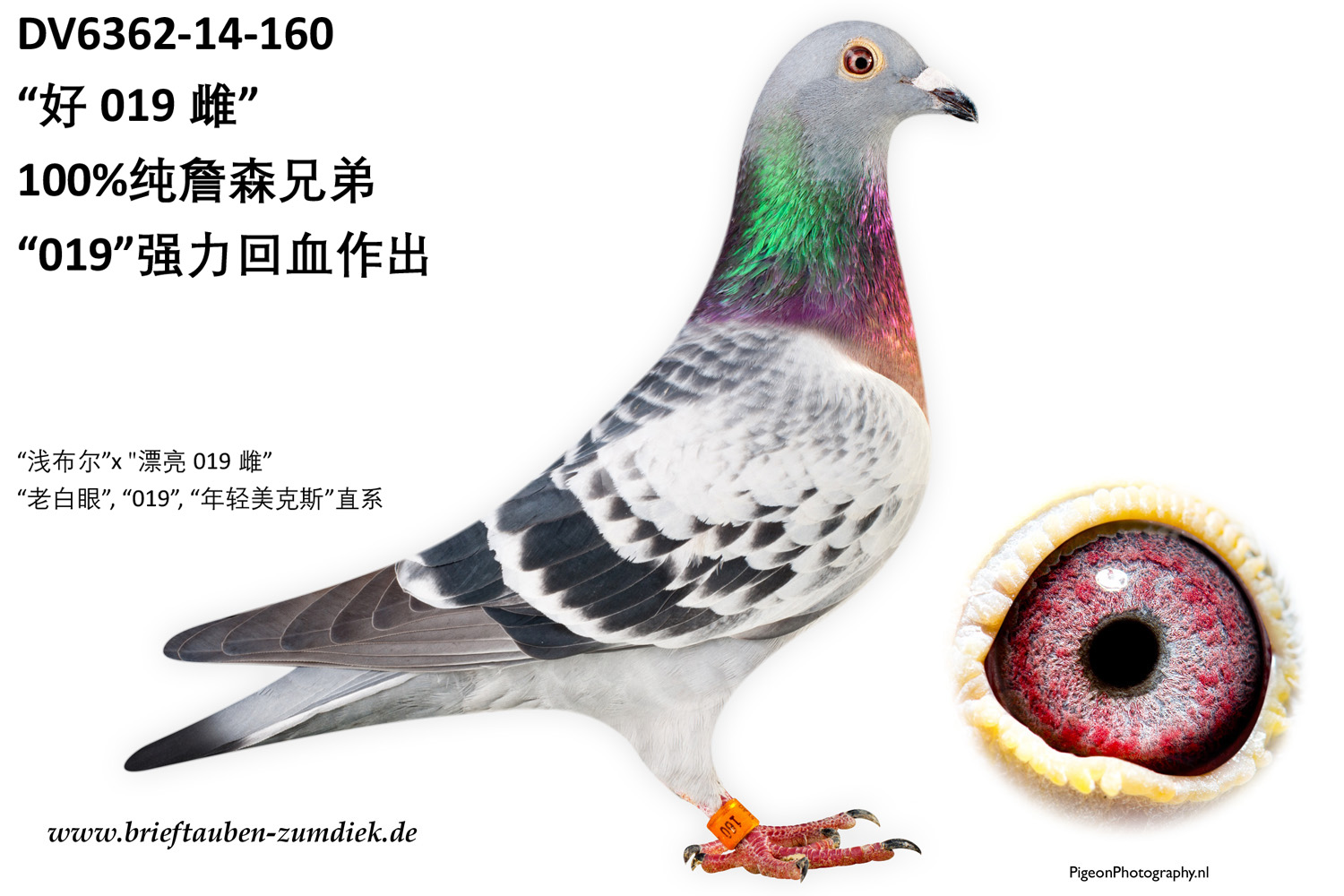 Pigeon Digest 新春特別号 54号 ピジョン エパ ライトグリーン | 茨城県つくばみらい市