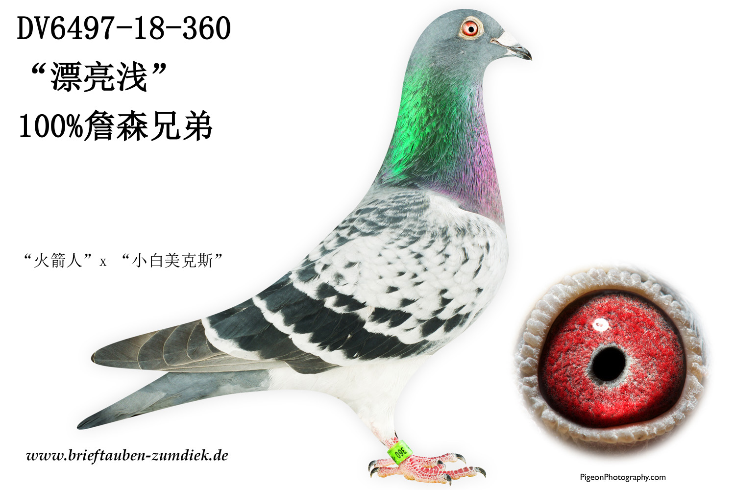 Pigeon Digest 新春特別号 54号 Pigeon Digest 新春特別号 54号 Pigeon Auction PT23-3127947