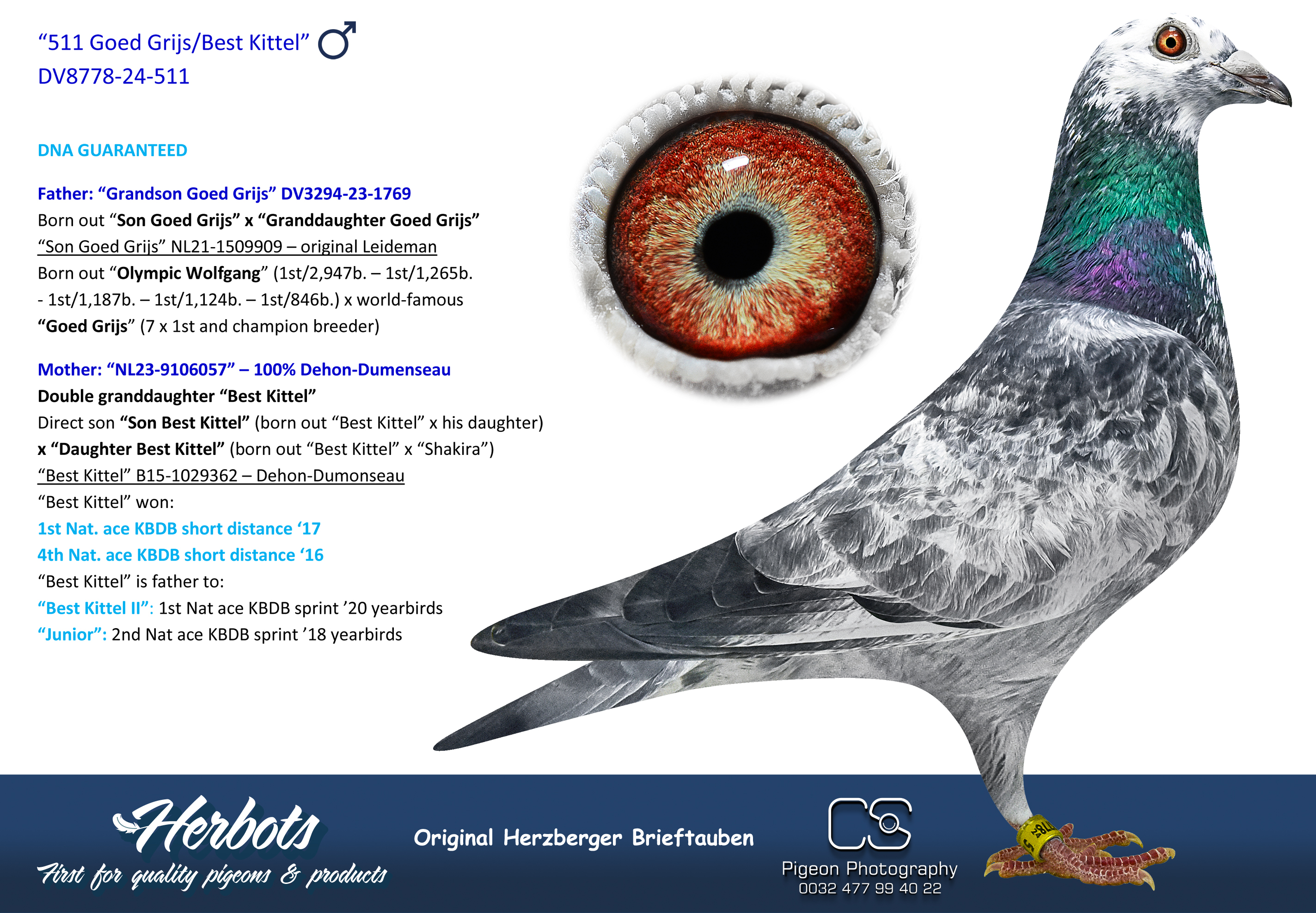 Pigeon Digest 新春特別号 54号 287-Son Leoni” - DV-08778-24-287