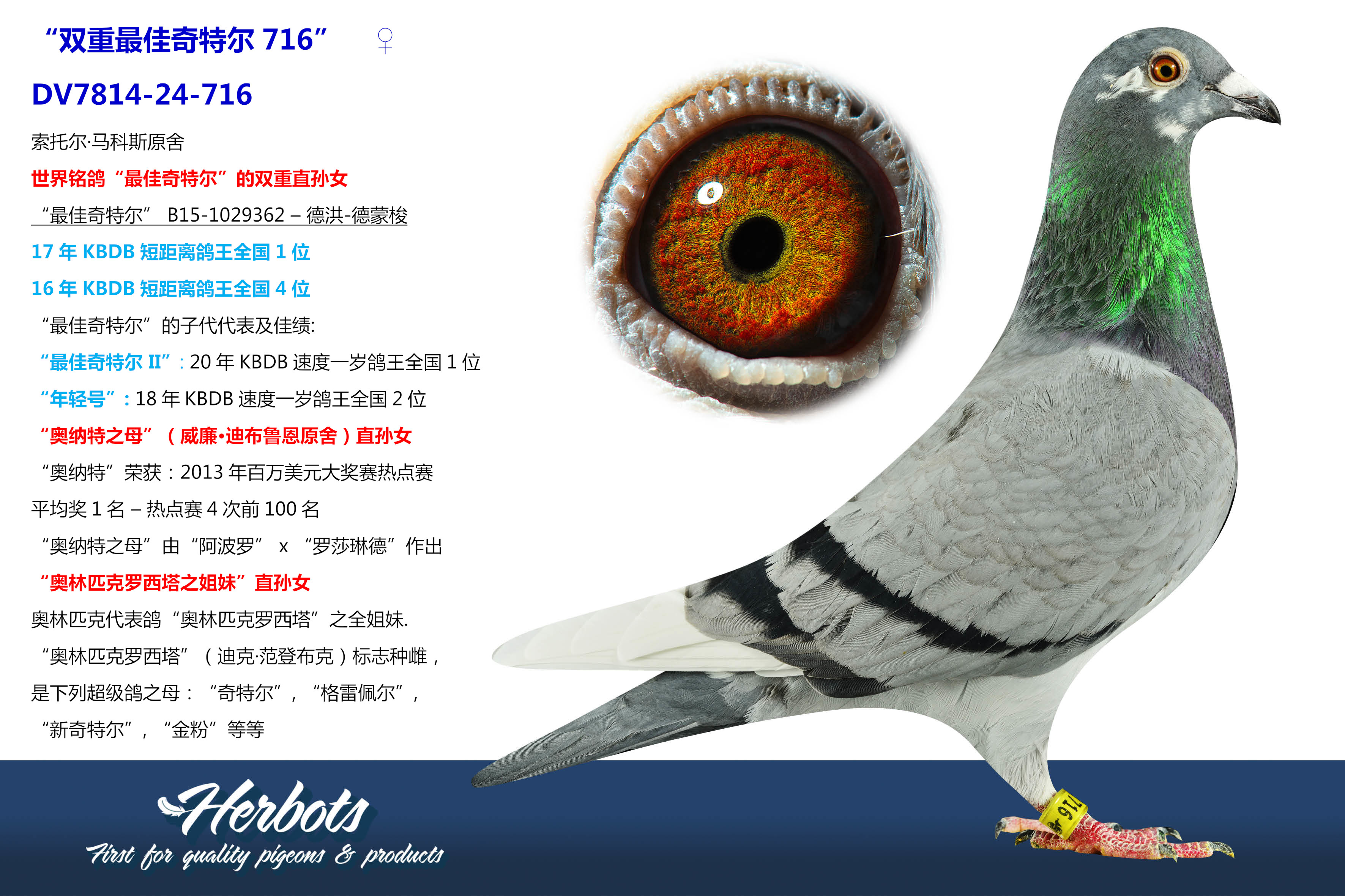 双重最佳奇特尔716” - DV-07814-24-716