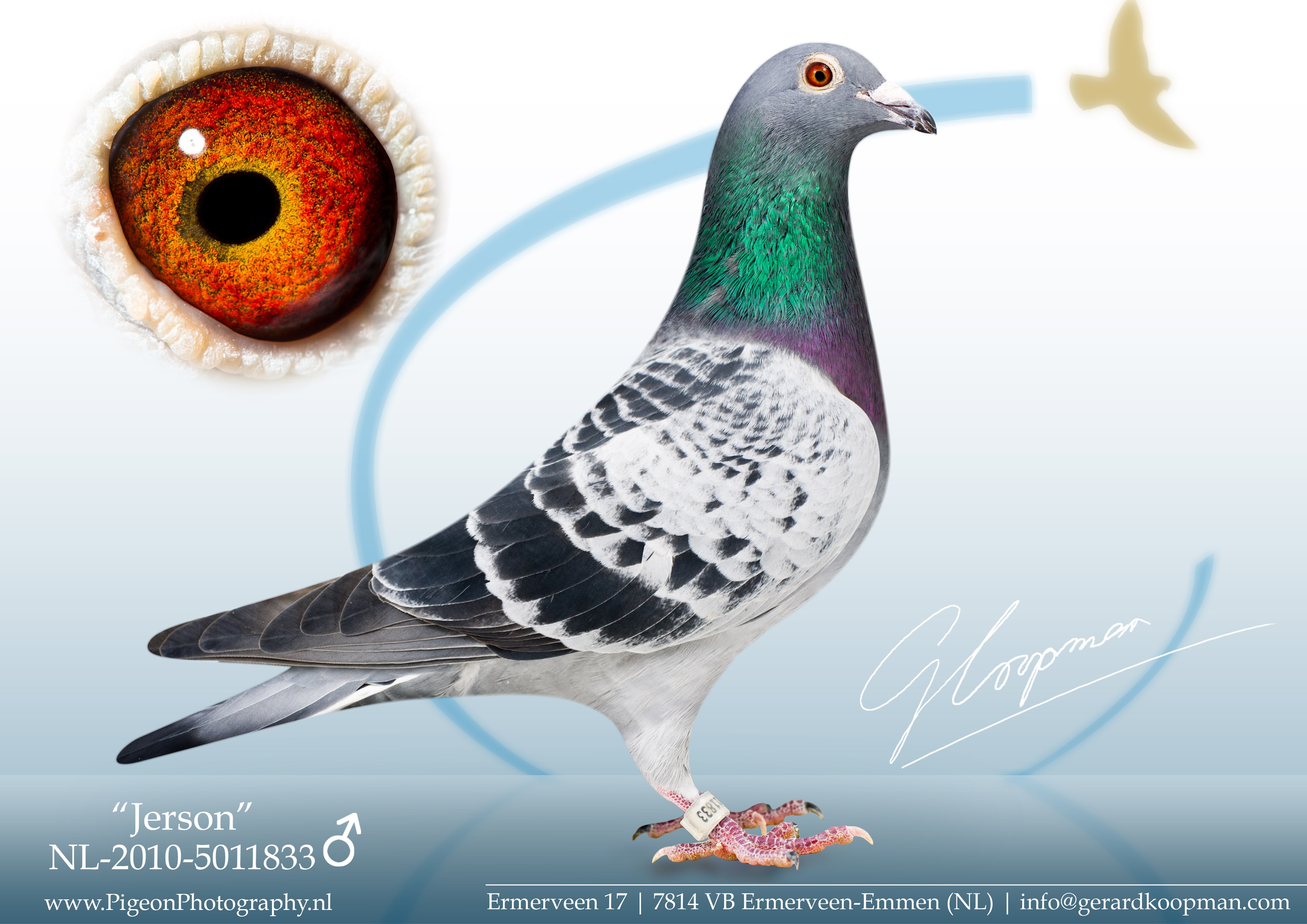 Pigeon Digest 新春特別号 54号 Geerinckx