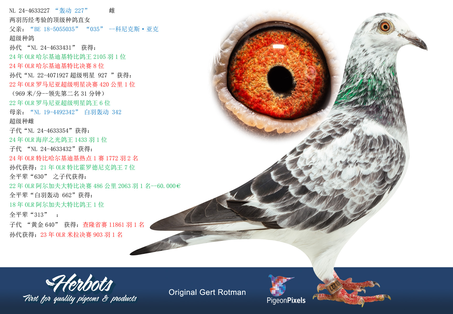 Pigeon Digest 新春特別号 54号 NL24-4633227ch.jpeg