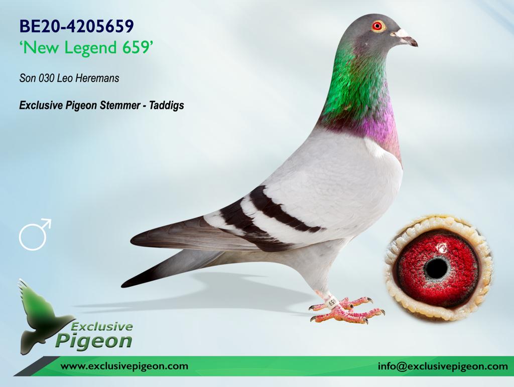 Pigeon Digest 新春特別号 54号 Inbred 030 Heremans” - DV-01009-24-140