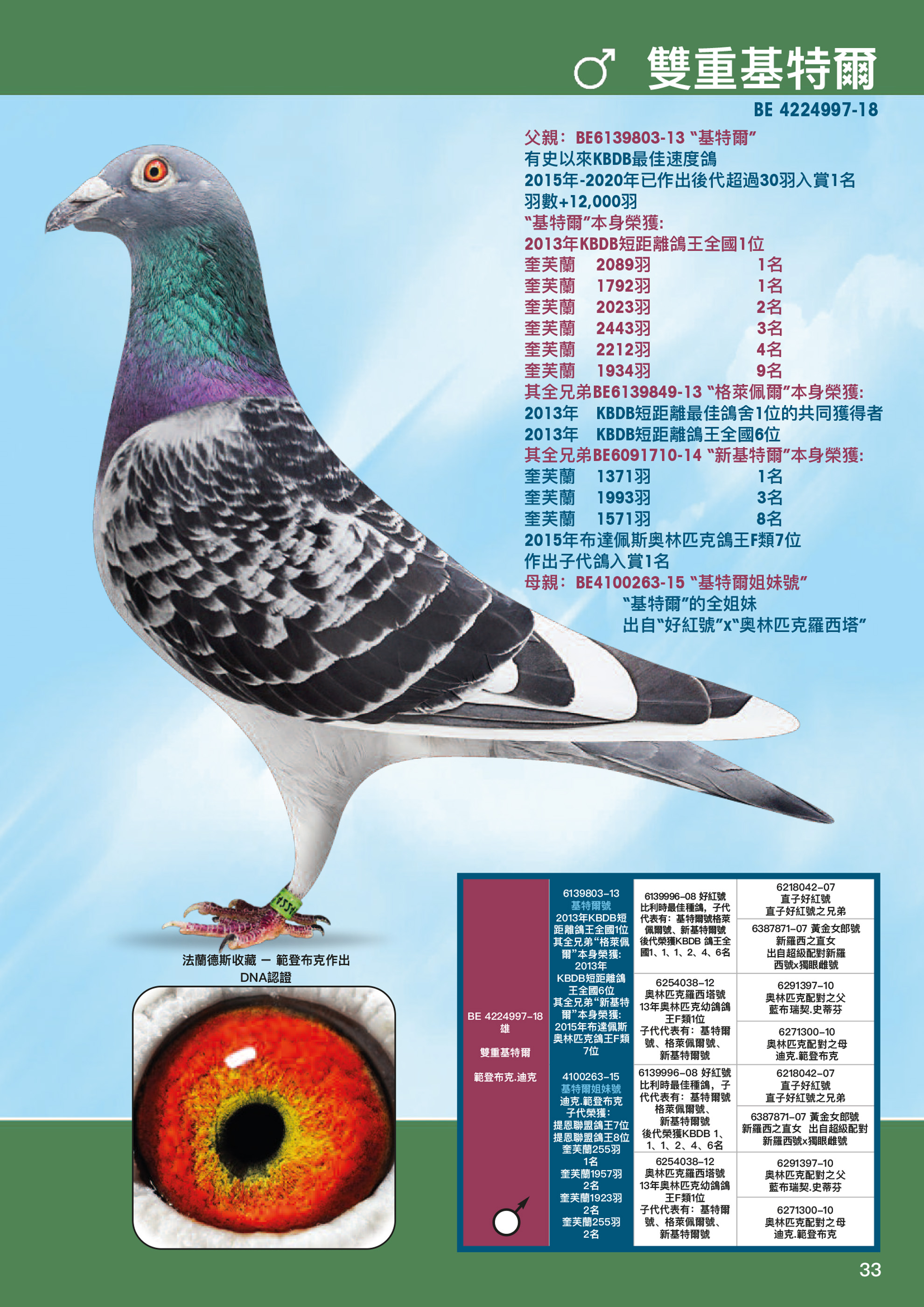 Pigeon Digest 新春特別号 54号 Inbred Charlotte 1. Nat. Ace KBDB - BE-22-5004480
